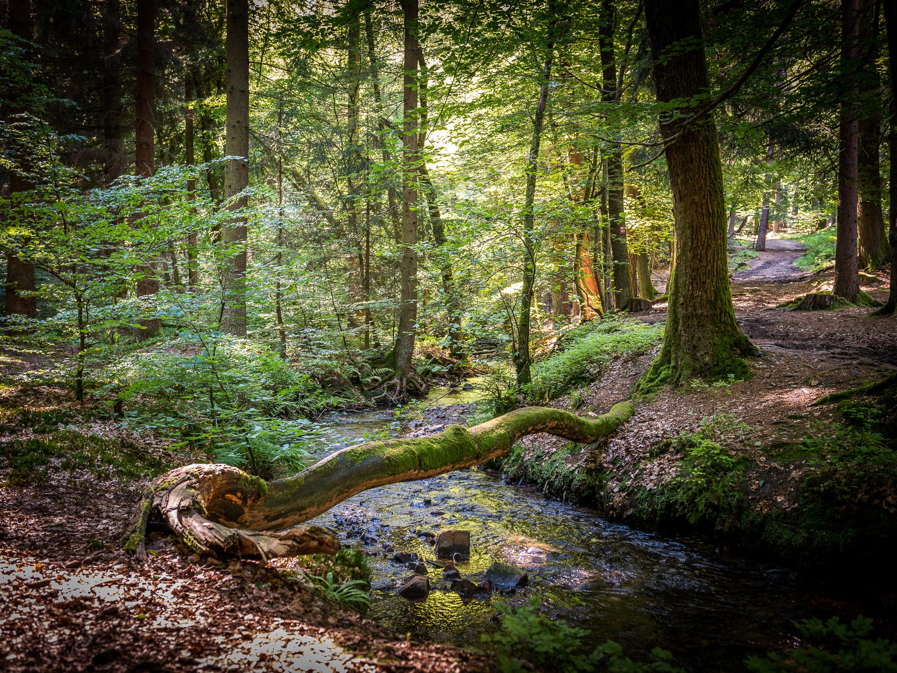 © Achim Meurer, Höhr Grenzhausen Natur, Brexbachtal, Westerwald, Wandern, Wald