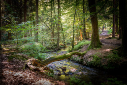 © Achim Meurer, Höhr Grenzhausen Natur, Brexbachtal, Westerwald, Wandern, Wald