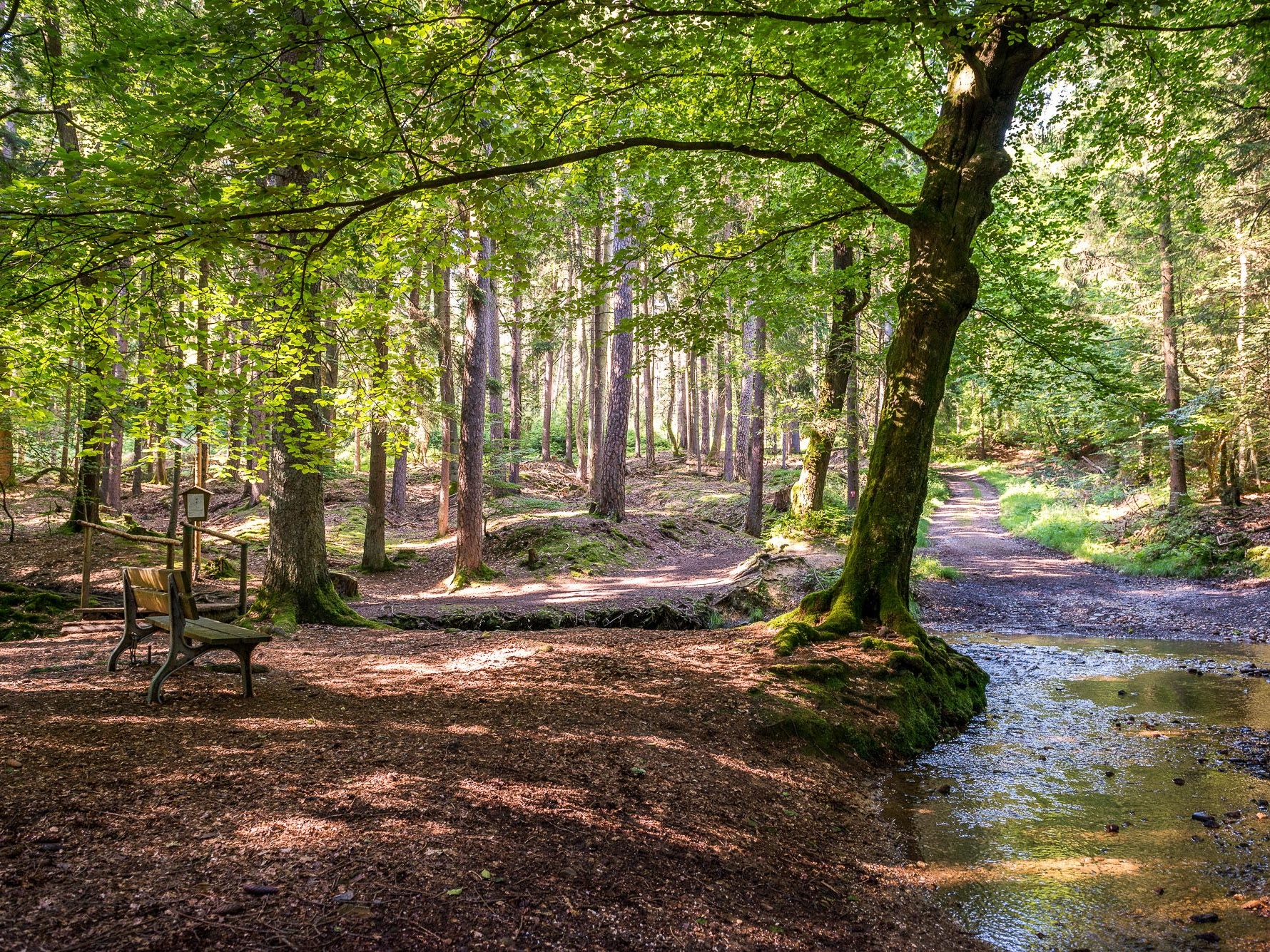 Höhr-Grenzhausen - Natur - Wandern - Wald - Westerwald / Foto: Achim Meurer