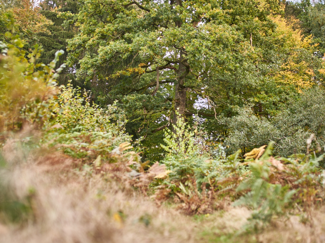 baum, natur, höhr-grenzhausen, landshuber weiher, natur-kultur-keramik