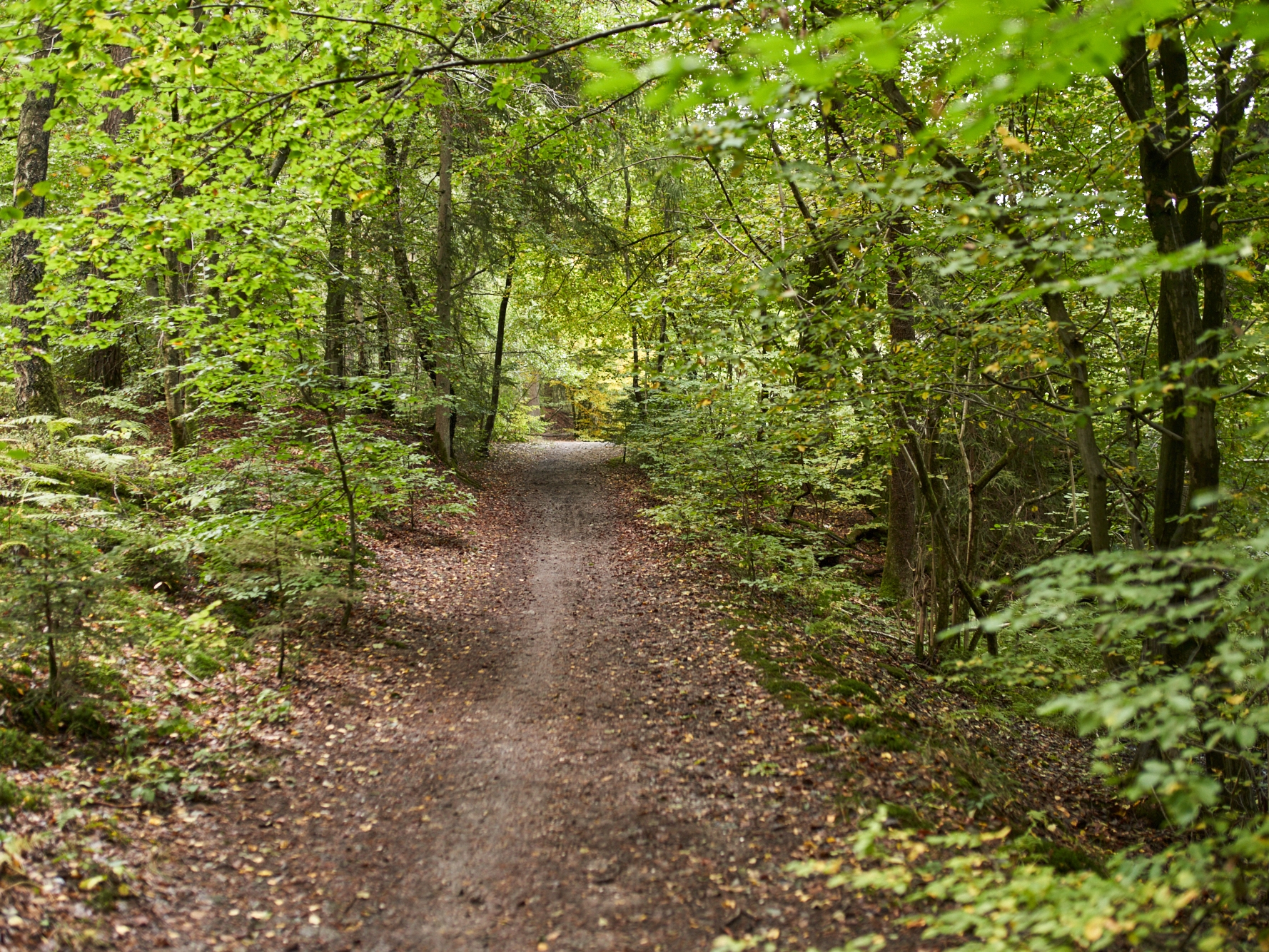 wald, bäume, pfad, waldweg, höhr-grenzhausen, natur, draußen, grün, naturkulturkeramik, natur-kultur-keramik