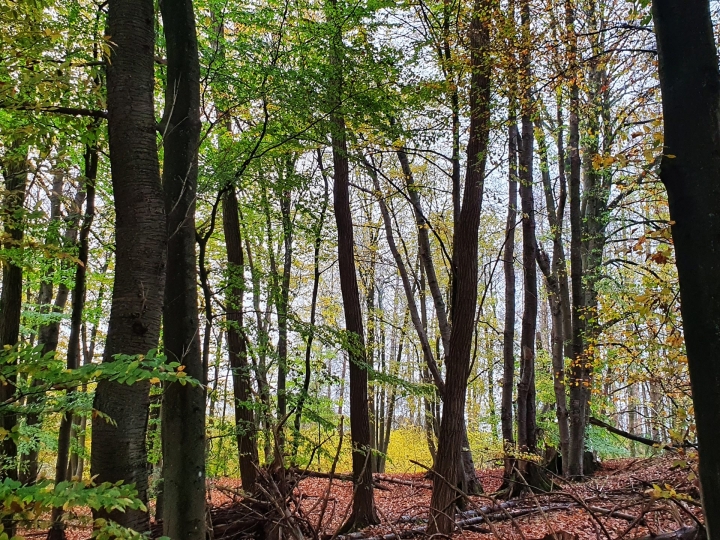 Herbststimmung im Wald um Höhr-Grenzhausen, Aufnahme von Ute Matschke