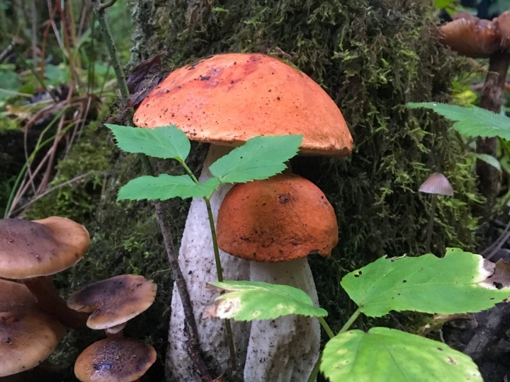 Pilzzeit in den Wäldern von Höhr-Grenzhausen