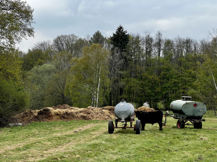 Kühe auf der Weide, kurz bevor es ins Brexbachtal geht