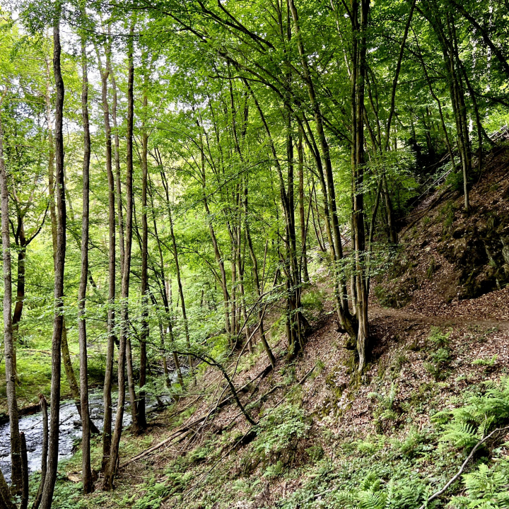 Waldschluchtenweg im Hillscheider Bachtal