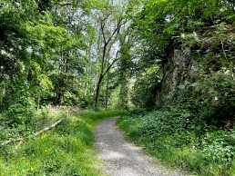 Waldschluchtenweg im Hillscheider Bachtal