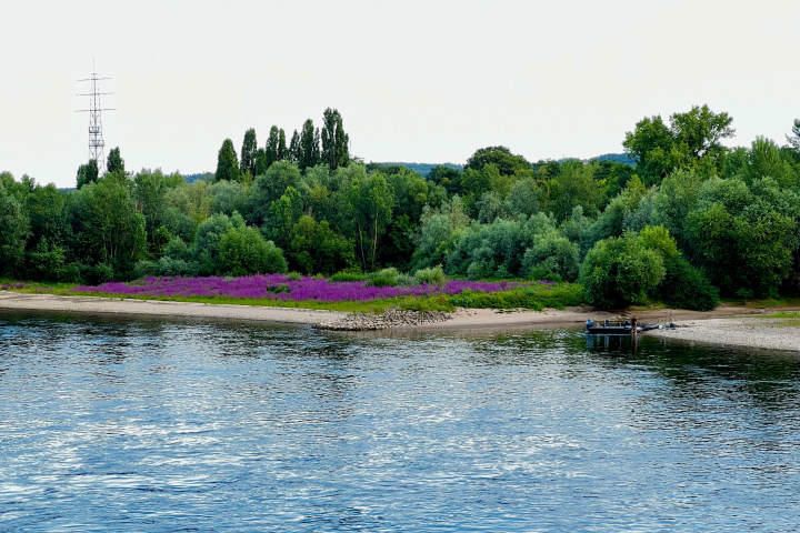 Ein Blumenmeer am gegenüberliegenden Rheinufer