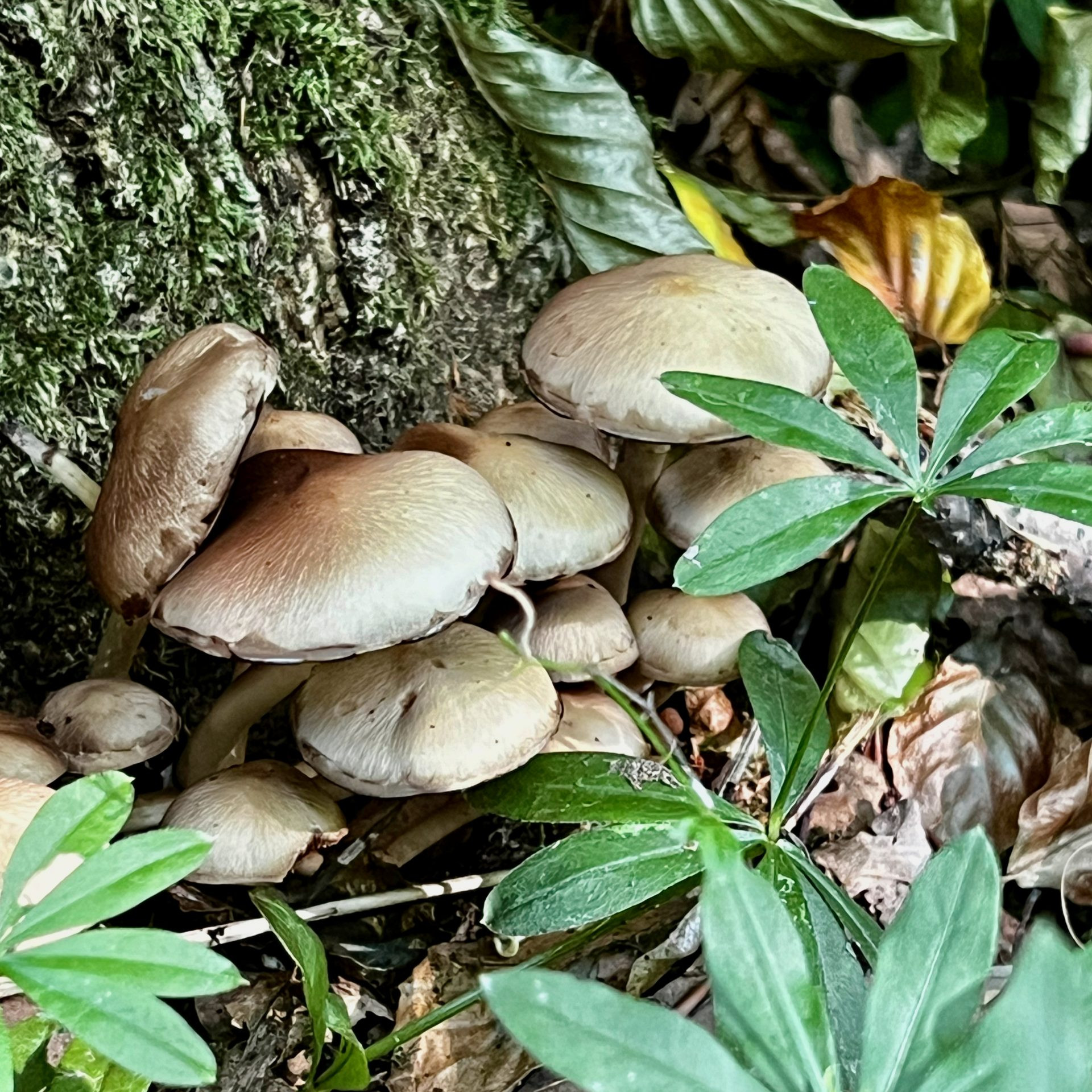 Herbstzeit - Pilzzeit - Lieber nicht essen