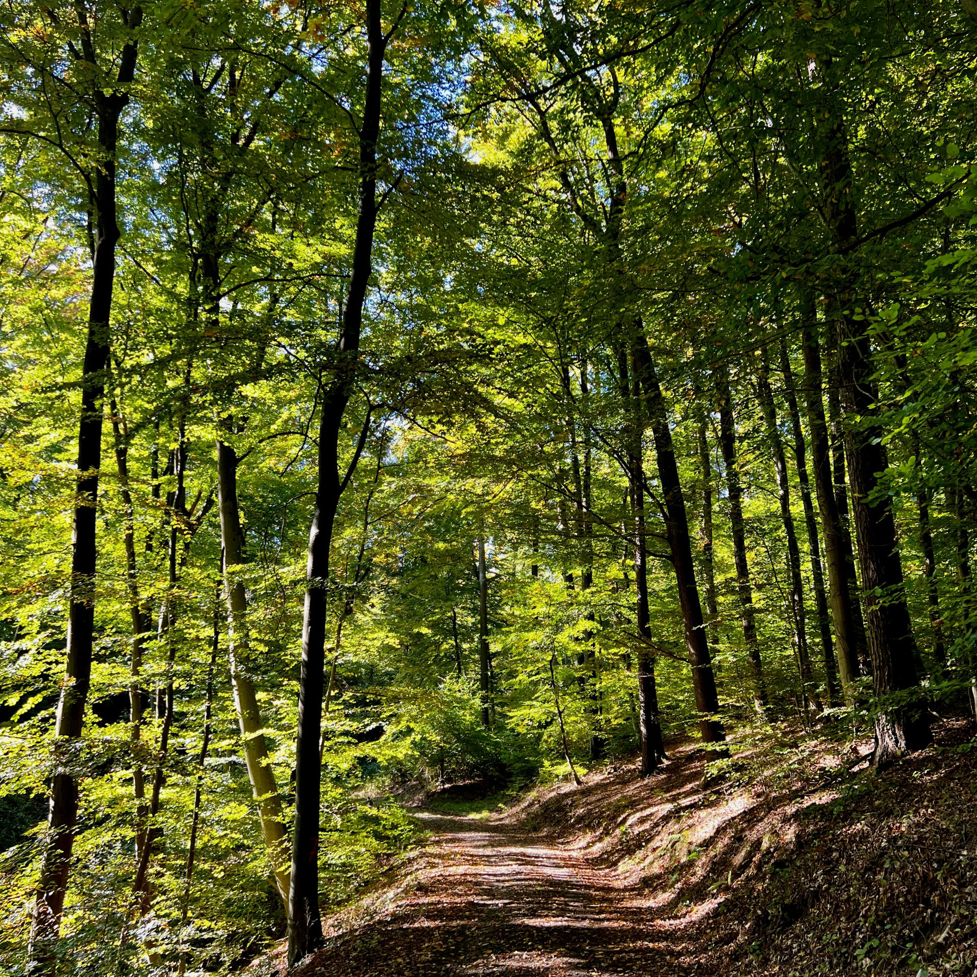 Weiter in den Wald