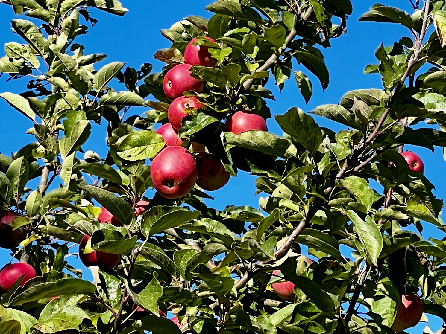 Herbstzeit - Apfelzeit