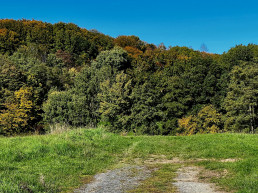 Ein Feldweg führt in den Bendorfer Wald, der Weg führt ein Stück direkt über die Wiese