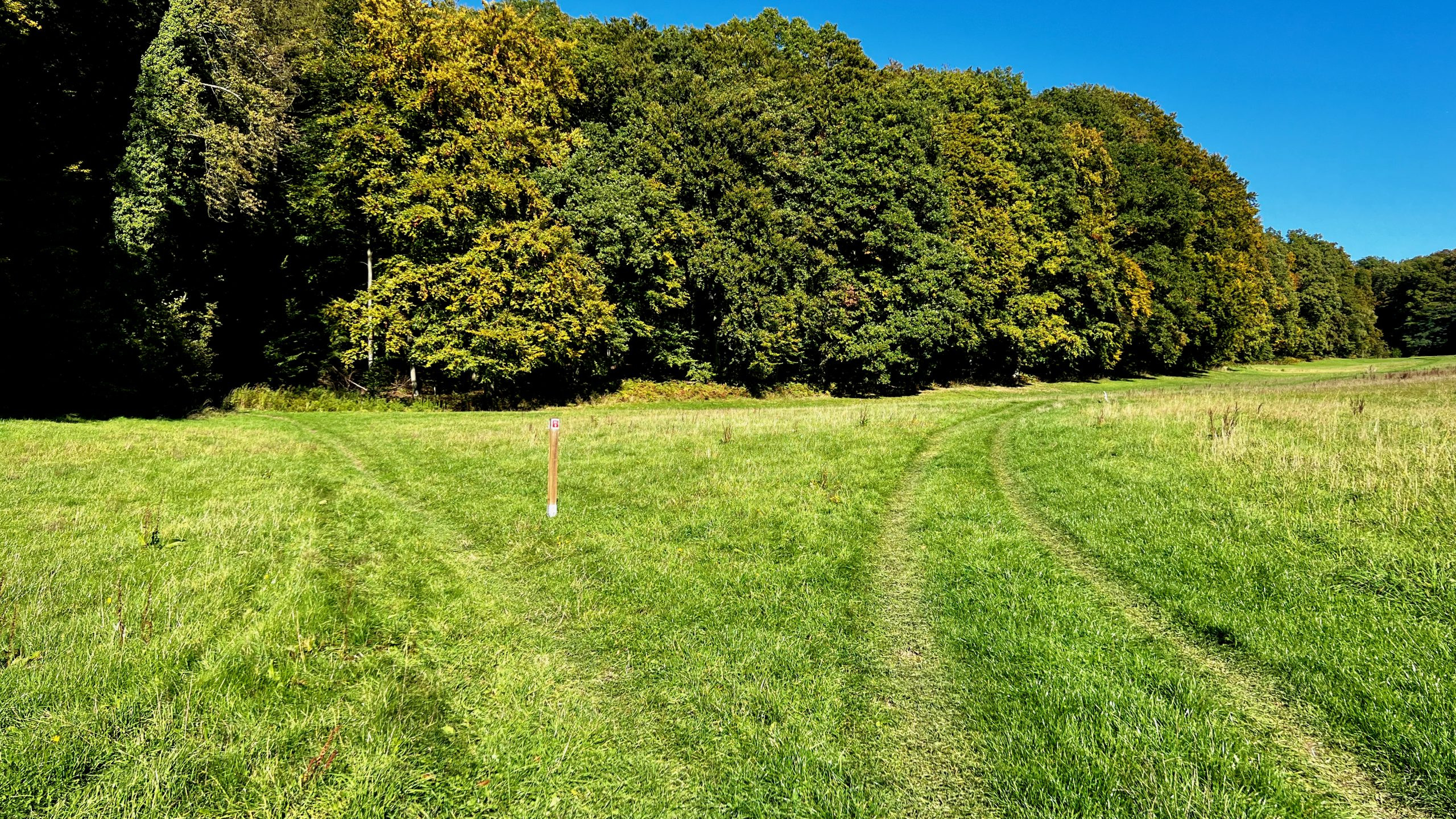 Wo geht`s weiter? Links oder rechts? Ein schöner Wiesenweg.