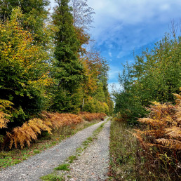 Wald im Herbst bei Hillscheid