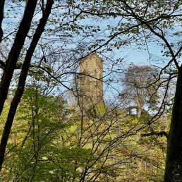 Der Bergfried der Burg Grenzau ist durch das Geäst zu erkennen