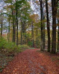 Waldweg zum Sessenbach