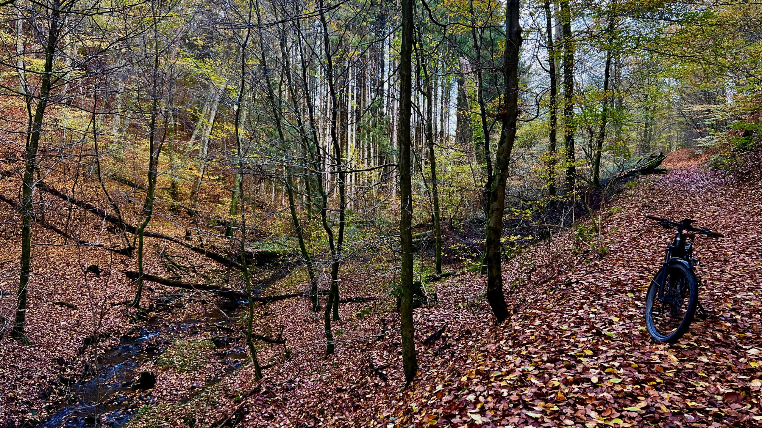 Der Pfad am Sessenbach führt uns über Laub, Schotter und Gehölz