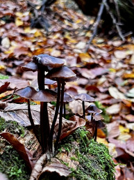Magic Mushrooms? - Finger weg.