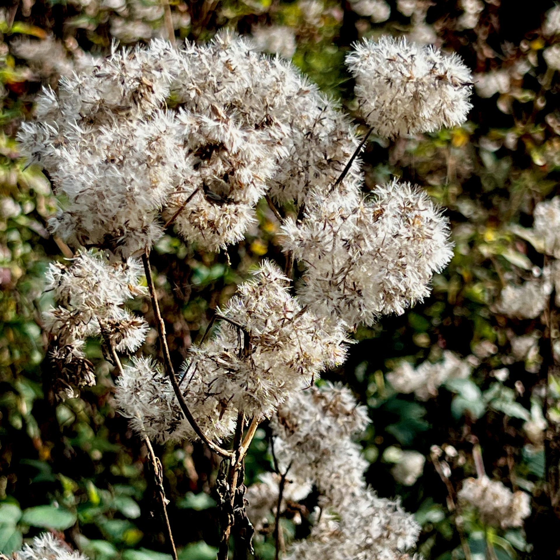 Pflanzen im Herbst
