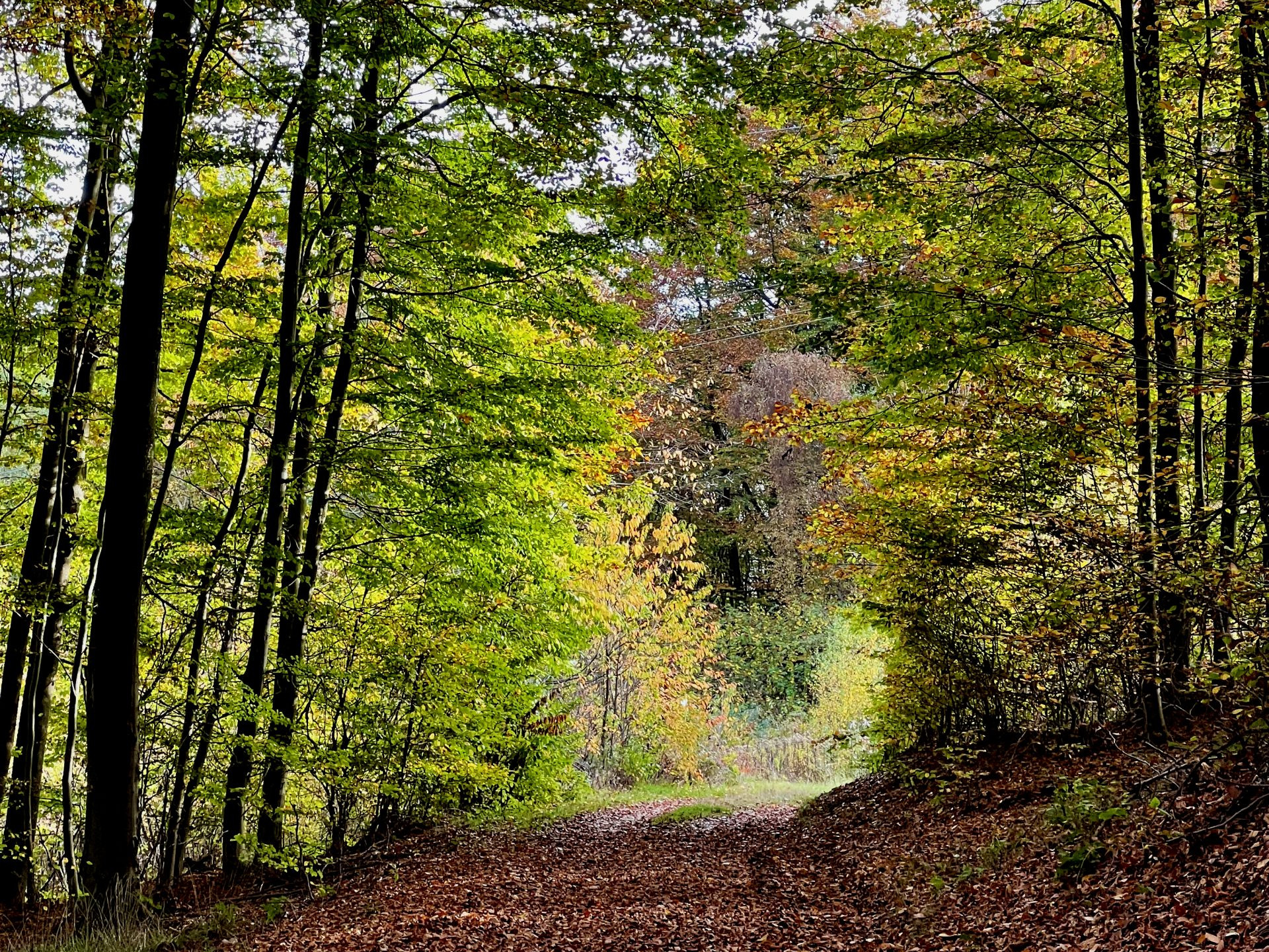 Weiter über den Moorsberg